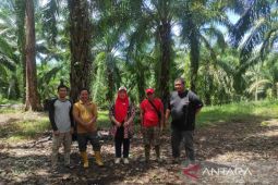 Mukomuko tentukan koordinat lahan penerima peremajaan sawit