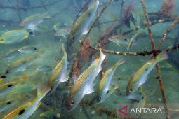 Penenggelaman artificial reef, menjaga ekosistem laut berorientasi wisata bawah laut