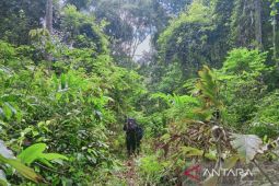 Konsorsium Bentang Seblat Bengkulu petakan koridor gajah