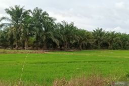 Petani di Kabupaten Penajam  diharapkan diversifikasi bahan pangan