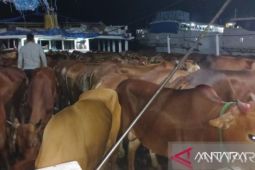 Sapi positif PMK di Babel tersisa dua kasus