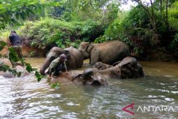 Koridor gajah, kebutuhan wujudkan harmoni di Bentang Seblat Bengkulu