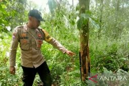 Aparat gabungan tindak lanjuti laporan perusakan tanaman cengkeh warga di Haruku, Maluku