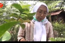 Petani Desa Cawene Bogor berhasil pasarkan tanaman herbal ke Eropa