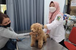 Pemkab Banyuwangi suntikkan vaksin hewan peliharaan cegah rabies