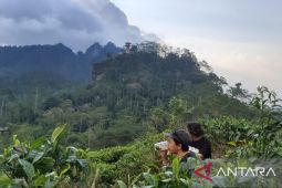 Di Kulon Progo tawarkan paket wisata edukasi kebun teh
