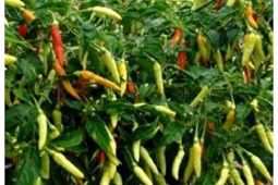 Wali Kota Depok bantu bibit tanaman cabai untuk KWT dan PKH