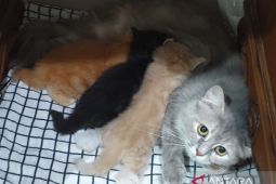 Vaksinasi dan pemasangan microchip wujudkan Kota Palembang bebas rabies