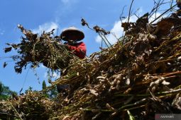 Spektrum - Memutus kedelai impor dari lahan bekas galian pasir di Cibulan