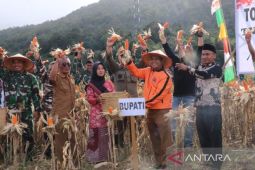 HUT ke - 77 TNI, Danrem 023/KS panen jagung di Sipirok