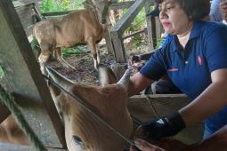 Pemerintah Kota Sorong monitoring penyakit mulut dan kuku