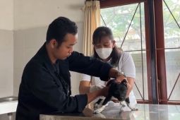 Distan Denpasar beri pelayanan untuk hewan peliharaan