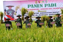 Kasad panen raya padi di Tulungagung