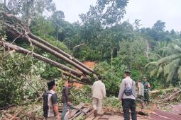 TNI-Polri evakuasi korban tanah longsor di Batu Ampar Kalbar