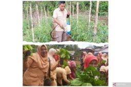 Patut ditiru, Pegawai Dishub Tapsel olah lahan kosong kantornya menjadi produktif