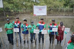 Pertamina tanam seribu bibit bakau di Margomulyo Balikpapan