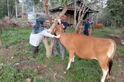 Disbunak Paser vaksin 5.000 ekor sapi cegah PMK
