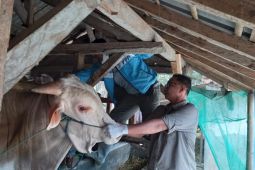 Ternak sembuh dari PMK di Garut bertambah jadi 5.118 ekor