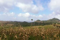 Deforestasi dan degradasi hutan Tulungagung capai 20 ribu hektare