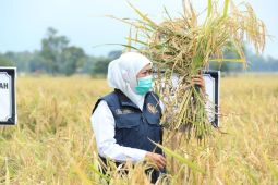Gubernur Khofifah sebut capaian produksi padi di Jatim terbesar nasional