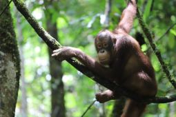 TNBKDS lepasliarkan dua individu orangutan lestarikan satwa liar hutan