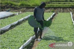 Petani Jatim sebut program "UPPO" tingkatkan produktivitas