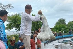 Pemerintah Kabupaten Bangka Tengah panen udang vaname skala rakyat