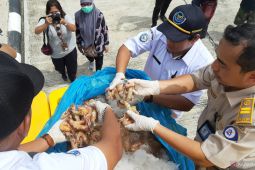 Ekspor ikan melalui PLBN Aruk Sambas capai Rp1 miliar per bulan