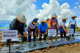 Pemerintah alihkan lahan sawit bagi tanaman palawija di Kabupaten Manokwari