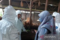 Realisasi vaksinasi PMK dosis pertama di Bangka capai 1.651 ekor sapi