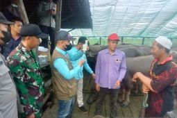 Sejumlah kerbau rawa di HST mendapatkan vaksin