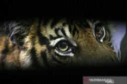 BBKSDA pasang kamera jebak pantau harimau serang pekerja