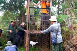 BBKSDA pasang kandang jebak harimau makan ternak warga