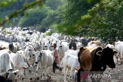 Membangun lumbung sapi di pulau-pulau kecil Indonesia
