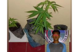 Bertanam ganja, warga Tapteng ini mendekam  dalam jeruji besi