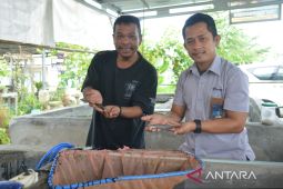 The Tanggokers-PT Timah ikut melestarikan ikan endemik Bangka Belitung