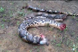 Seorang wanita di Tanjab Barat dimakan ular piton