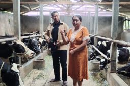 Dosen UMM buat jamu herbal efektif atasi PMK pada ternak