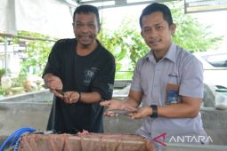PT Timah - The Tanggokers lepas liarkan 10.000 ikan endemik Bangka Belitung