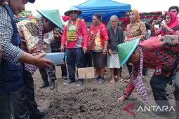 Pemerintah Manokwari gencarkan penanaman beragam tanaman pendamping beras