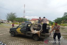 Hanya bermodal tang pria ini gasak kabel PLN 300 meter