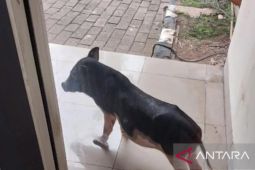 Seekor babi masuk kantor Dinas LH DKI Jakarta