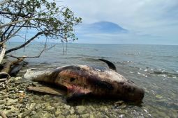 Paus berukuran besar mati di perairan Raja Ampat
