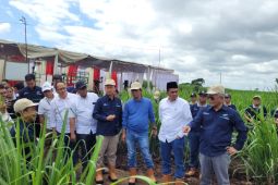 PTPN XI inginkan tumpang sari "Bule" wujudkan ketahanan pangan