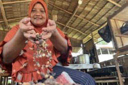 Kopi Sukadana dulu diabaikan warga  kini punya nilai jual tinggi