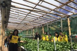 FKUI berdayakan warga eks penderita kusta ikuti program berkelanjutan di Kampung Sitanala