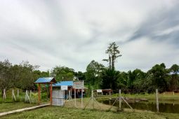 Pertamina lindungi habitat rusa timor di Sorong