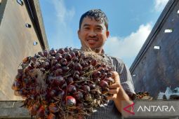 Apkasindo siap bantu petani Ketapang dapatkan dana hibah