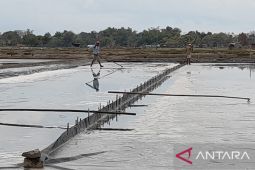 DKP: Produksi garam di Pamekasan capai 17 ribu ton