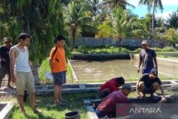 Mukomuko siapkan 80.000 benih ikan untuk pembudi daya